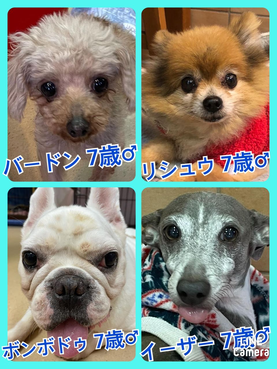 🐾今日の里親様募集中ワンコ🐶メンバーです🐾2021,12,31